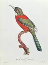 Großer Jacamar, graviert von Gromillier